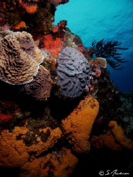 This image was taken in 2008 while diving in Cozumel. The... by Steven Anderson 
